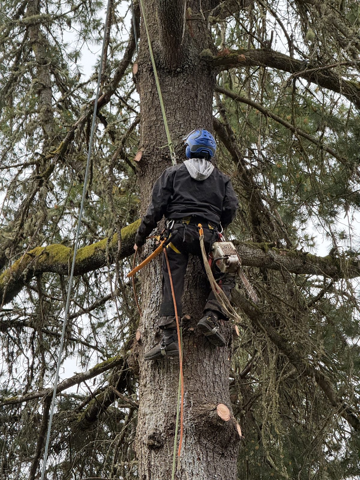 Chopmen climber rigging a large conifer for sectional removal