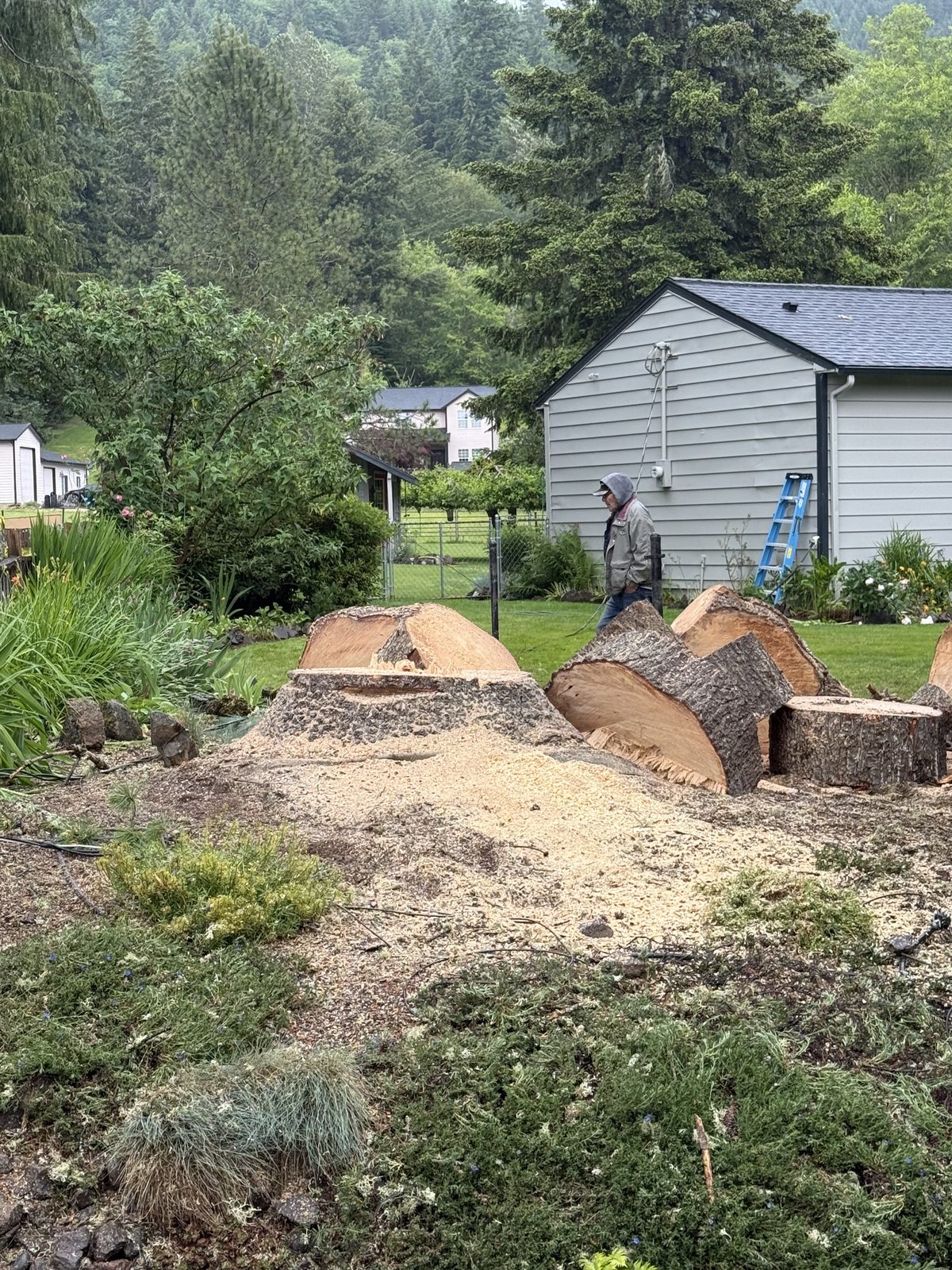 Chopmen climber dismantling a mature Douglas fir at a Vancouver, WA home