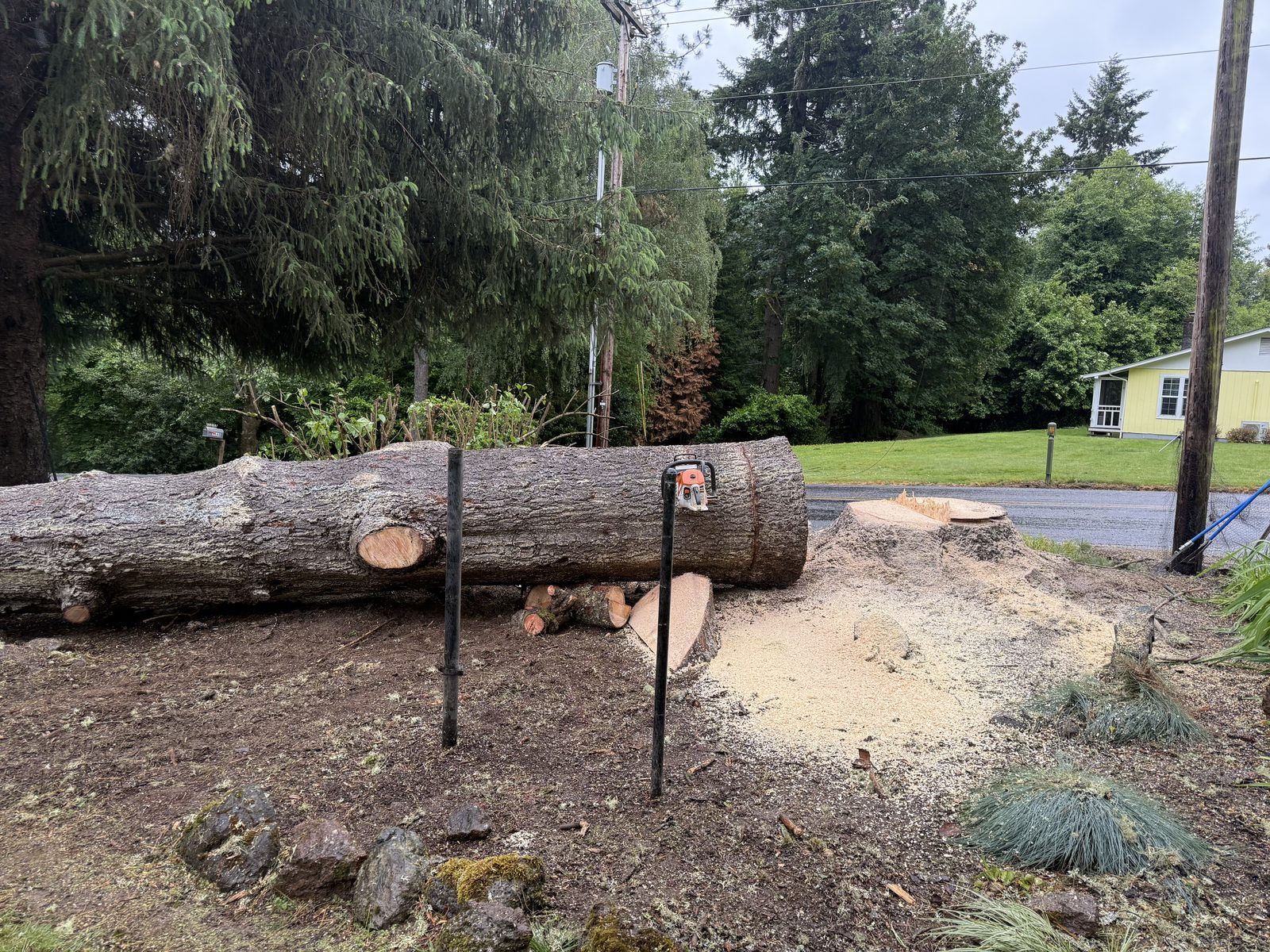 Tree stump cut flush at ground level, prepped for grinding below grade