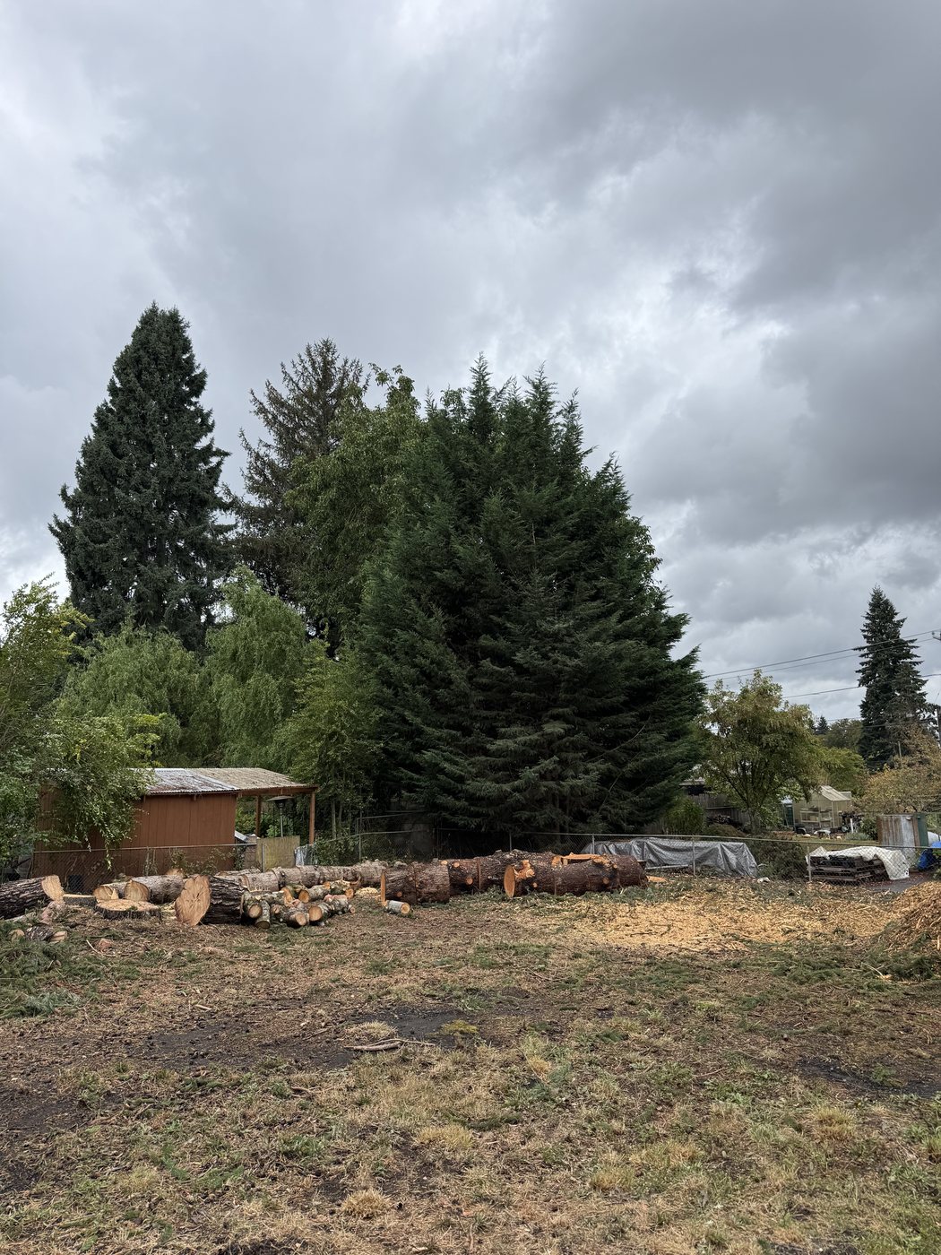 The same backyard after both trees were removed, with the trunks bucked into sections and stacked and the brush chipped
