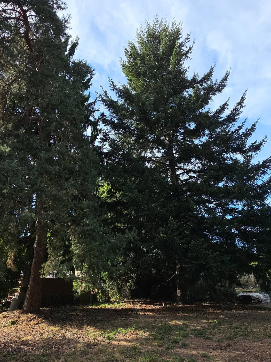 Two large conifers standing side by side in a backyard before removal by Chopmen Tree Service